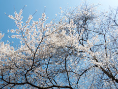 松本 弘法山 #08