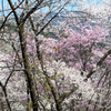 松本 弘法山 #07
