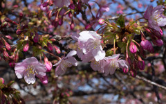 三浦海岸「桜まつり」#04