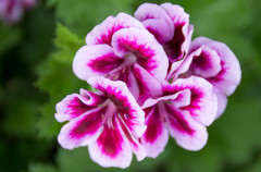 花＃１