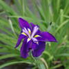 花菖蒲6