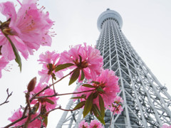 SKYTREE apl,13 #11