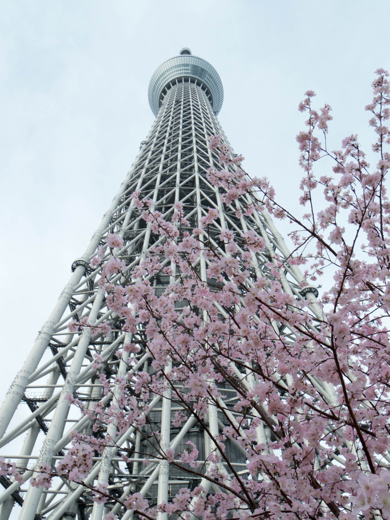 SKYTREE apl,13 #04