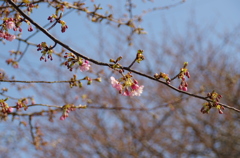 三浦海岸「桜まつり」#03