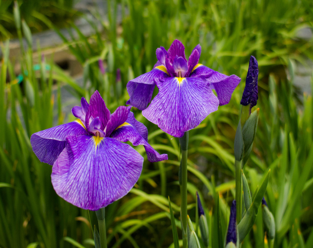 花菖蒲