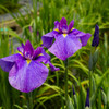 花菖蒲