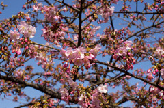 三浦海岸「桜まつり」#06