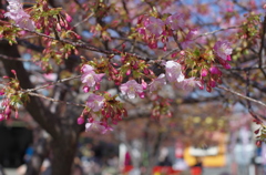 三浦海岸「桜まつり」#05
