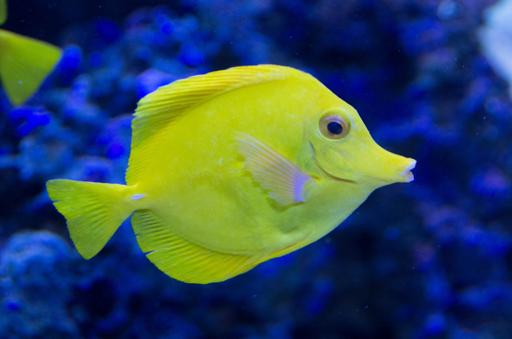 墨田水族館６