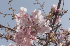 三浦海岸「桜まつり」#09