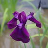 花菖蒲4