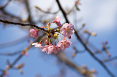 三浦海岸「桜まつり」#02