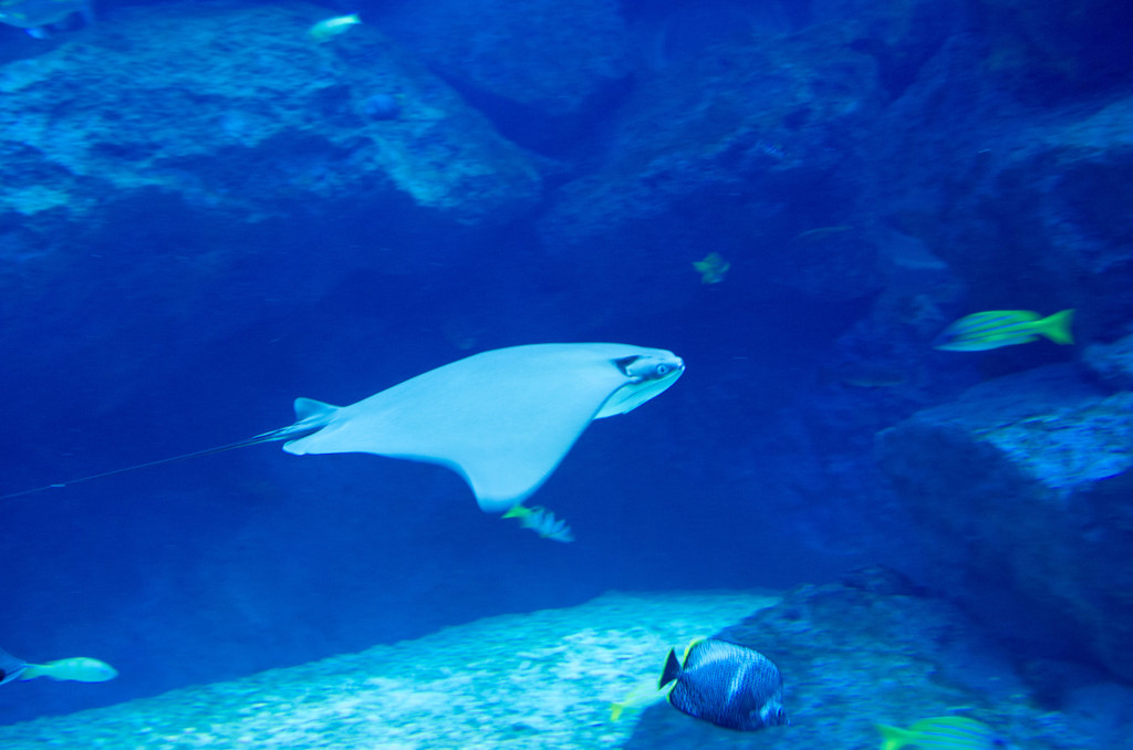 墨田水族館４