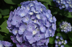 紫陽花１