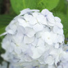 堀切菖蒲園 Jun,9 #4