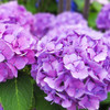 堀切菖蒲園 Jun,9 #3