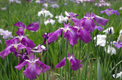 花菖蒲7