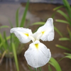 花菖蒲5