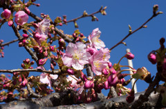 三浦海岸「桜まつり」#08