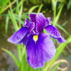 堀切菖蒲園 Jun,9 #5
