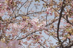 三浦海岸「桜まつり」#07