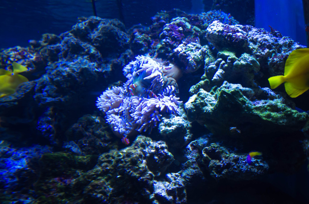 墨田水族館２