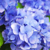 堀切菖蒲園 Jun,9 #2