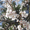 松本 弘法山 #06