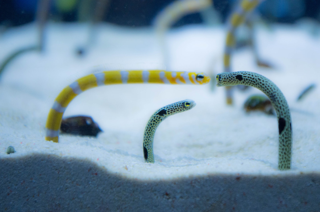 墨田水族館３