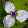 堀切菖蒲園 Jun,9 #8