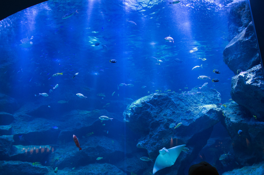 墨田水族館７