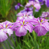 堀切菖蒲園 Jun,9 #7