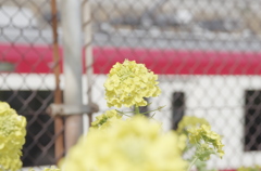 三浦海岸「桜まつり」菜の花