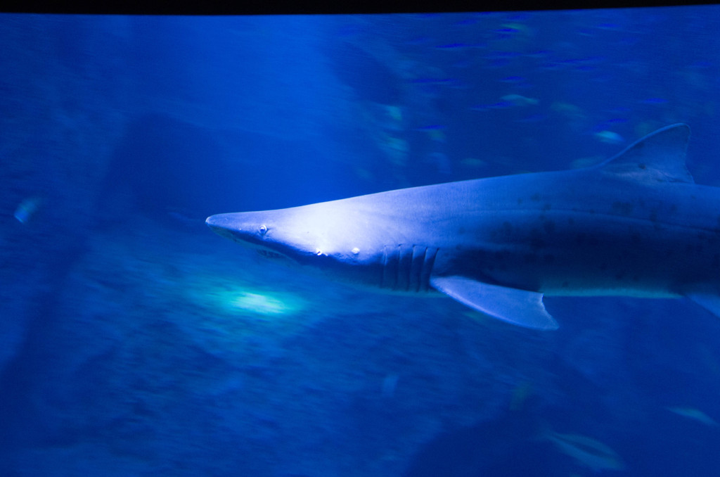 墨田水族館５