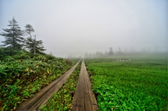 霧に続く木道
