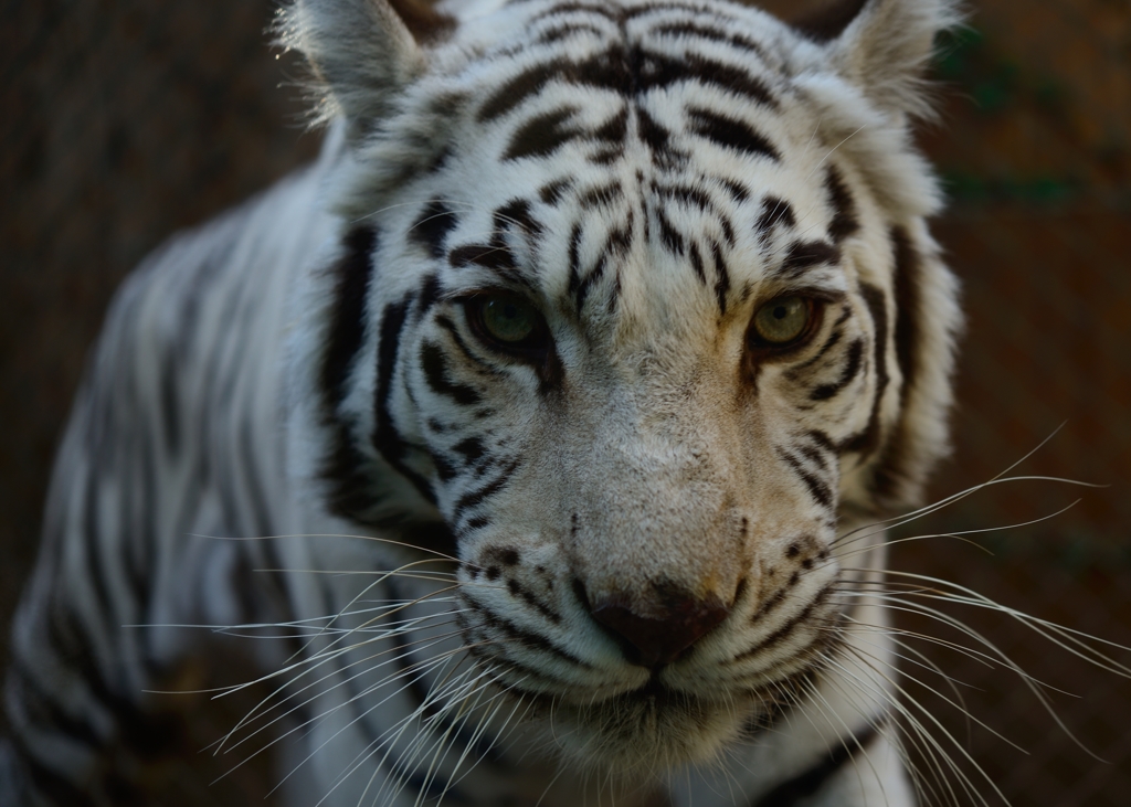 White Tiger