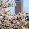 桜県庁