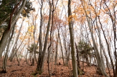 秋光の森