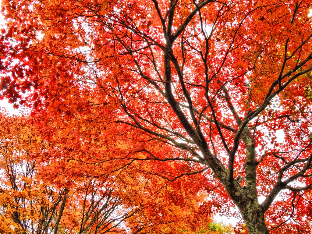 北軽井沢から下る紅葉