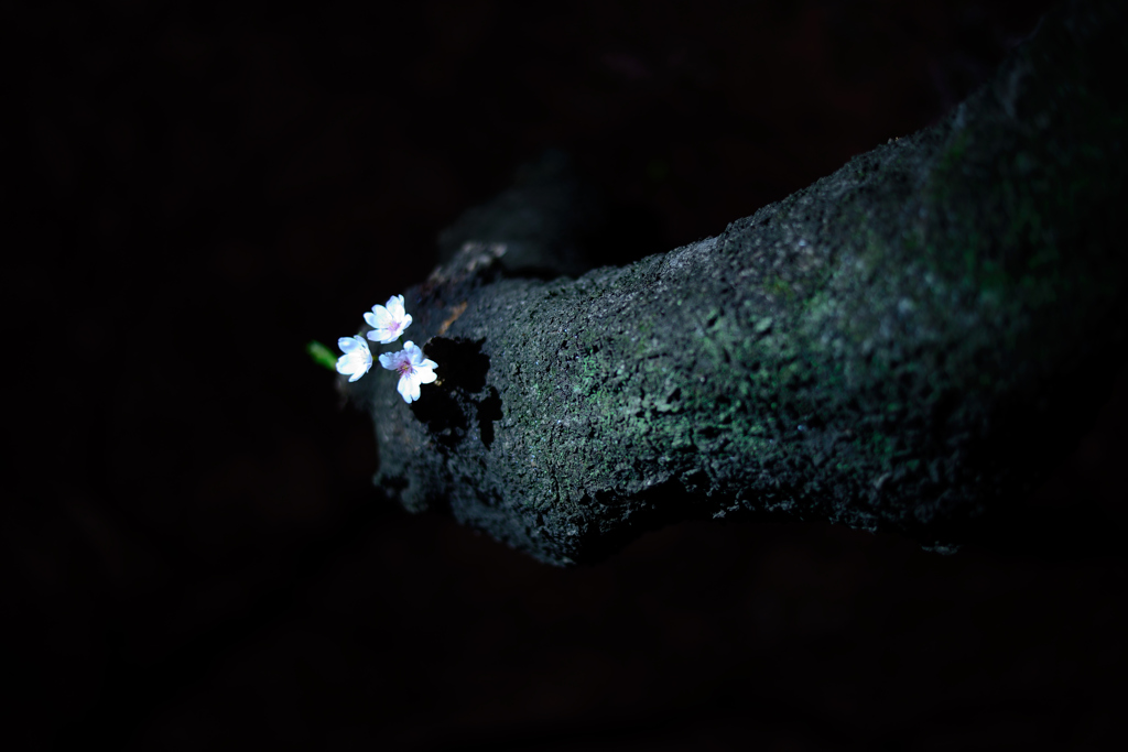 独り桜