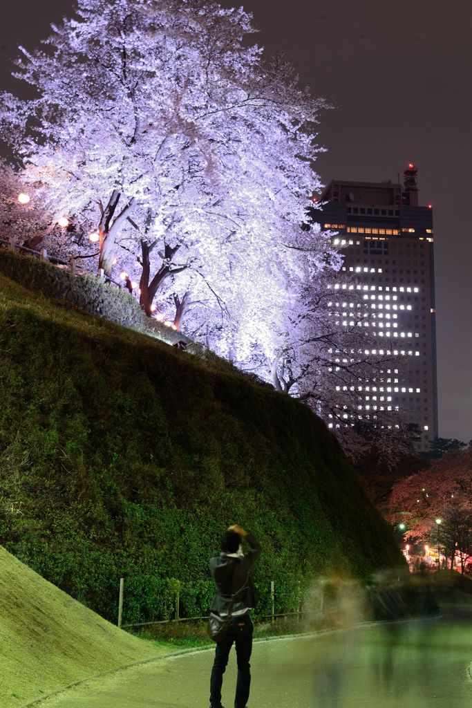 桜撮る人撮る私