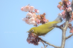 寒桜とメジロ