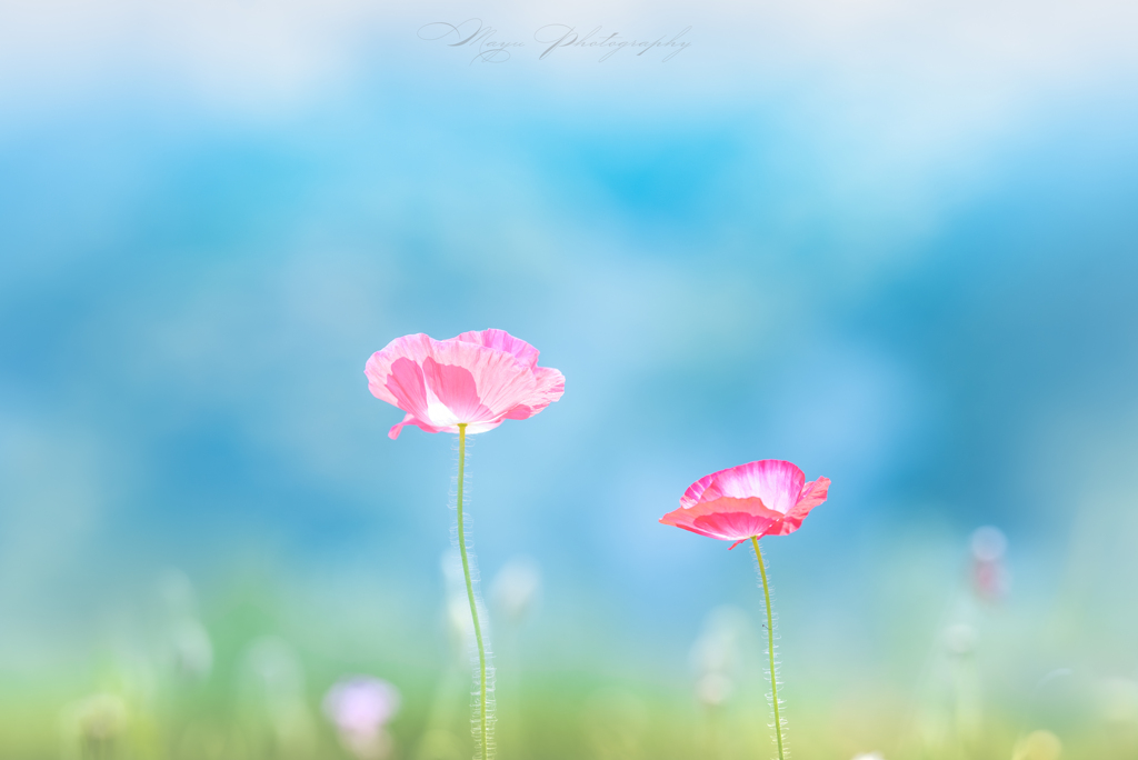 初夏のよそおい