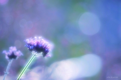  blue-violet 