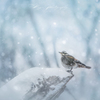  snow melody