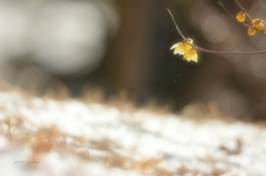 雪と蝋梅