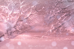 雪桜ファンタジー