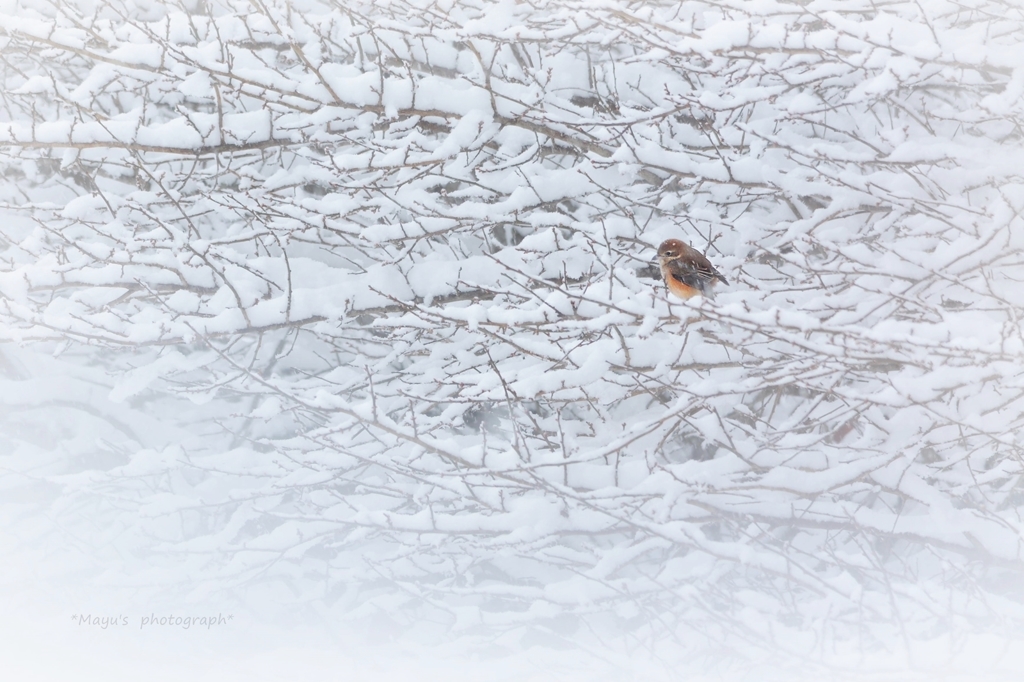 雪枝のモズ