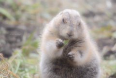 葉っぱど～ぞ