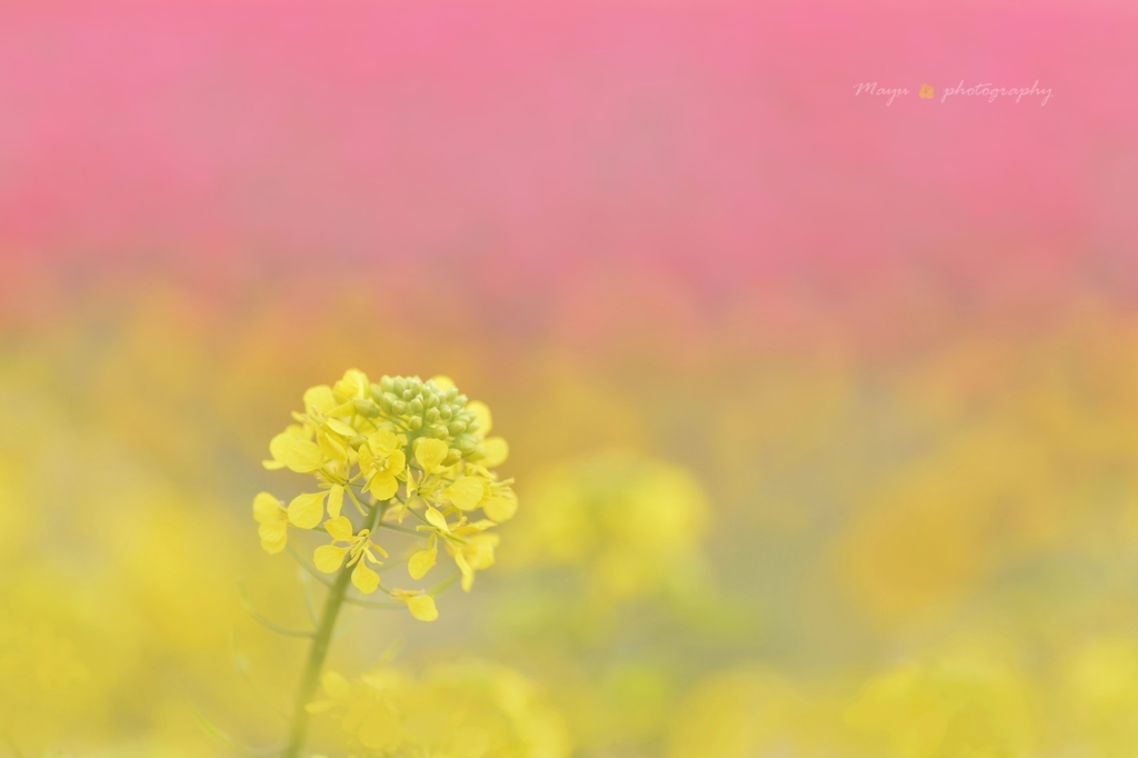 菜の花娘